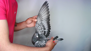 Pigeon image
