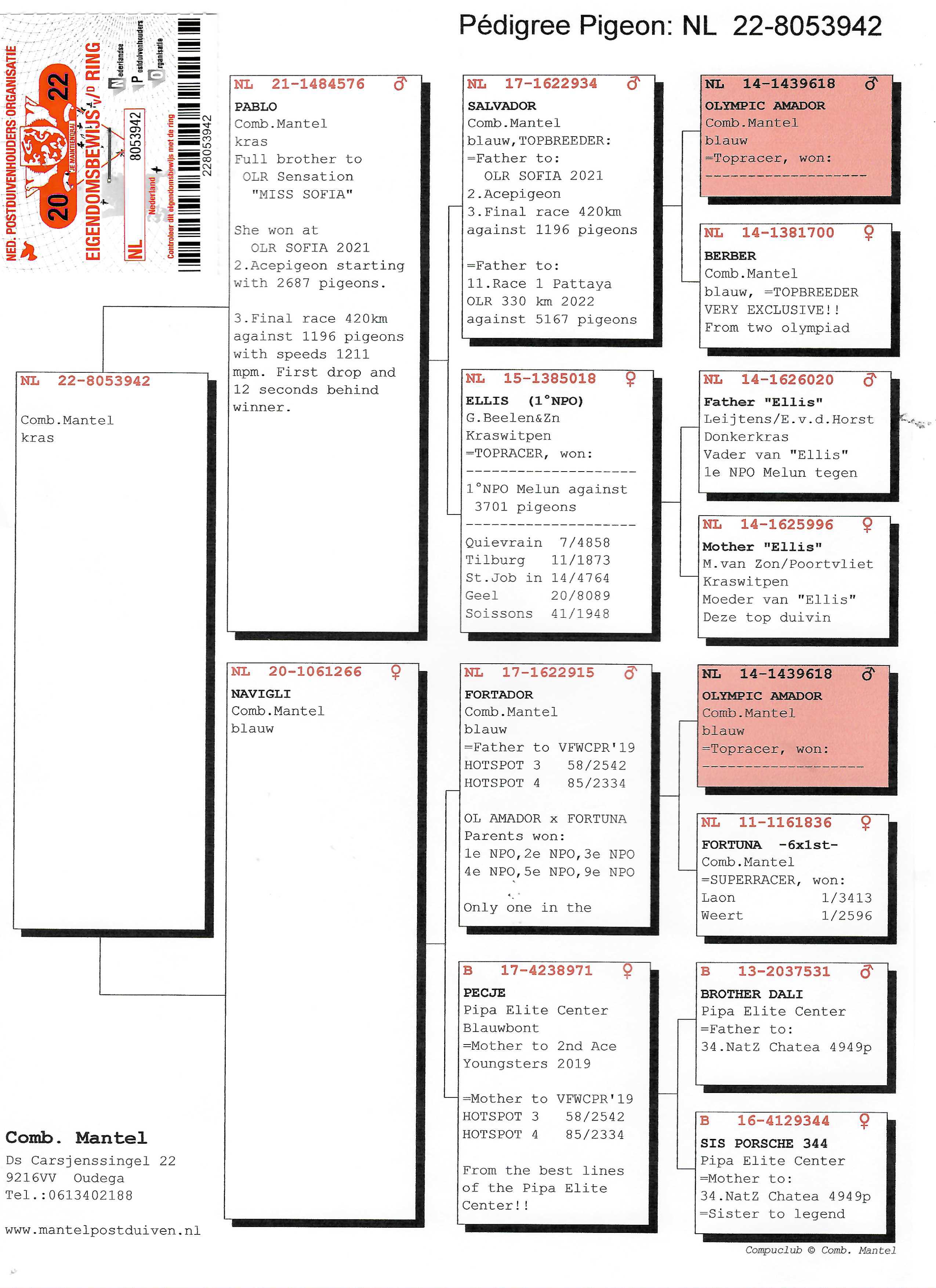 Pigeon pedigree image