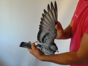 Pigeon image