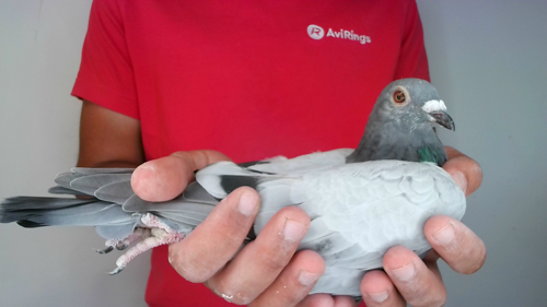 Pigeon image