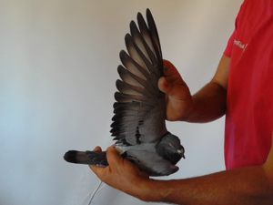 Pigeon image