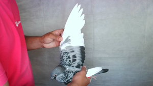 Pigeon image