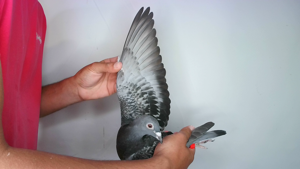 Pigeon image