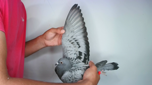 Pigeon image