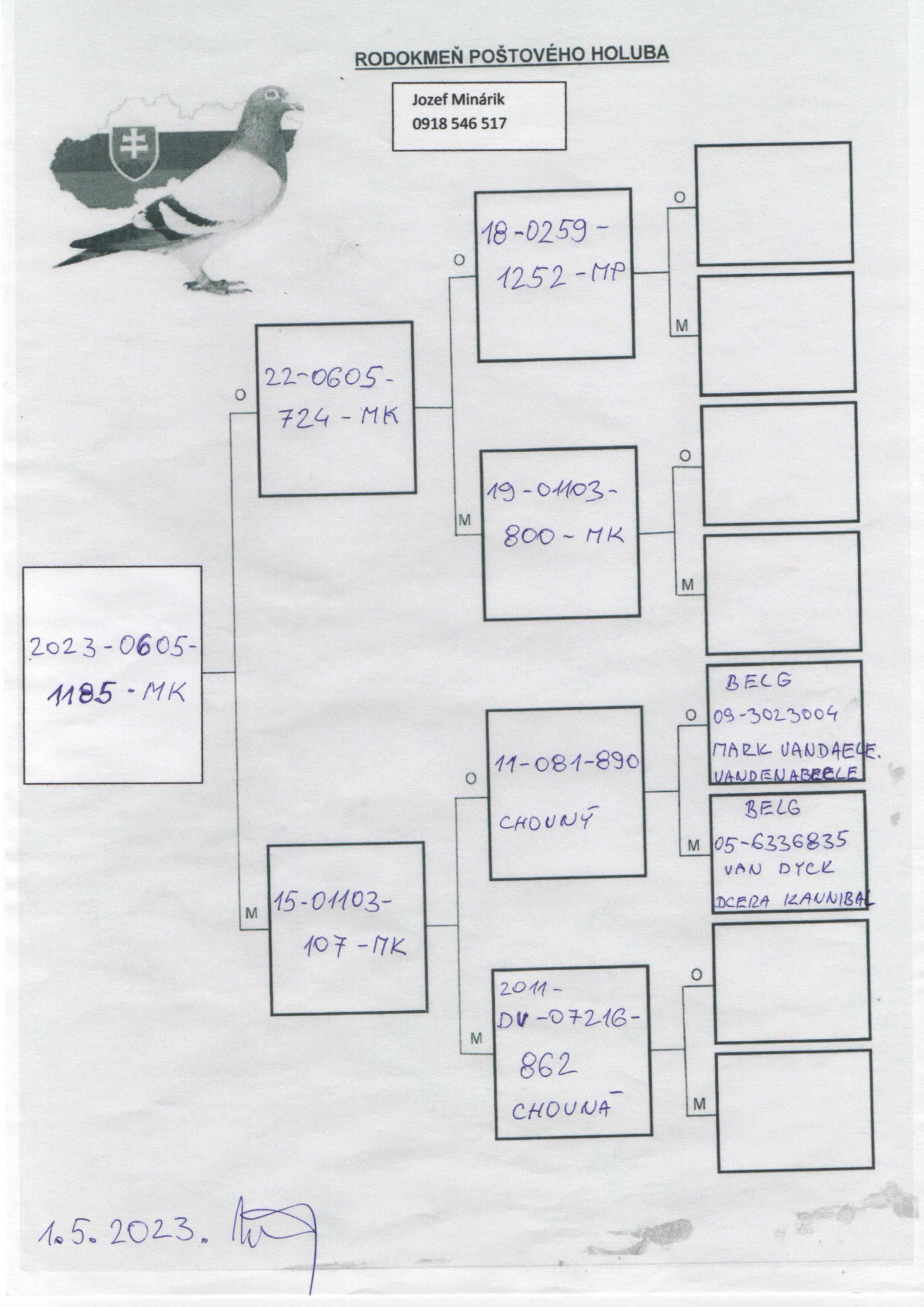 Pigeon pedigree image