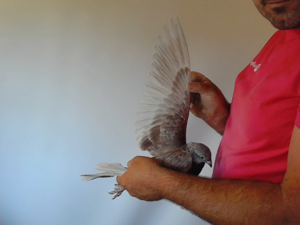 Pigeon image