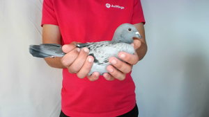 Pigeon image
