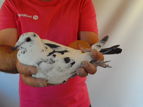 Pigeon image