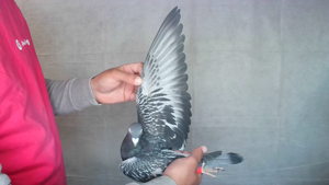 Pigeon image