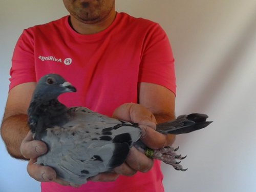 Pigeon image