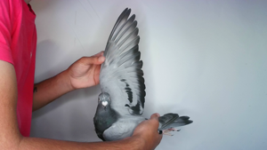 Pigeon image