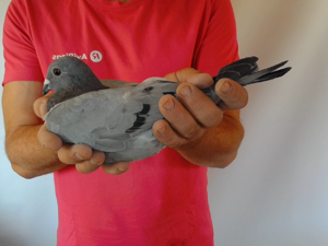 Pigeon image