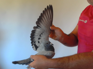 Pigeon image