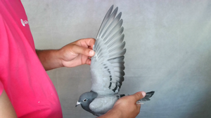 Pigeon image