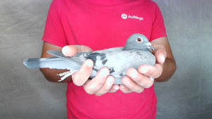 Pigeon image