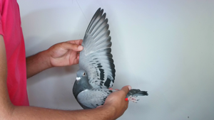 Pigeon image