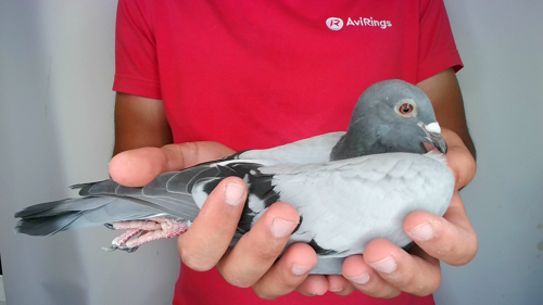 Pigeon image