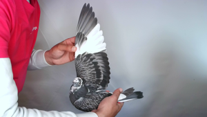 Pigeon image