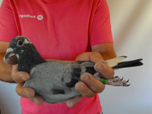 Pigeon image