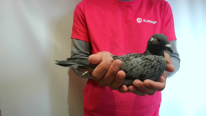 Pigeon image