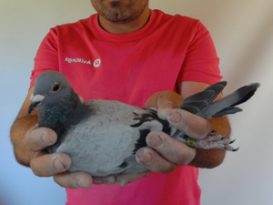 Pigeon image