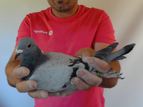 Pigeon image