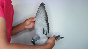 Pigeon image