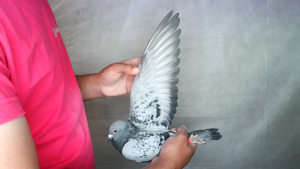 Pigeon image