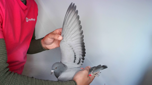 Pigeon image