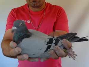 Pigeon image