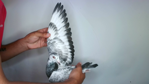 Pigeon image