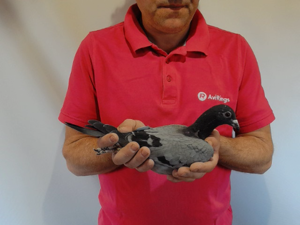 Pigeon image