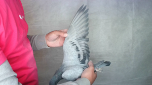 Pigeon image