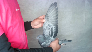 Pigeon image