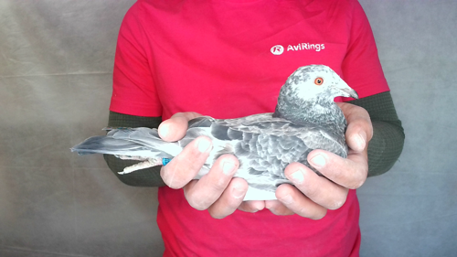 Pigeon image