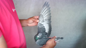 Pigeon image