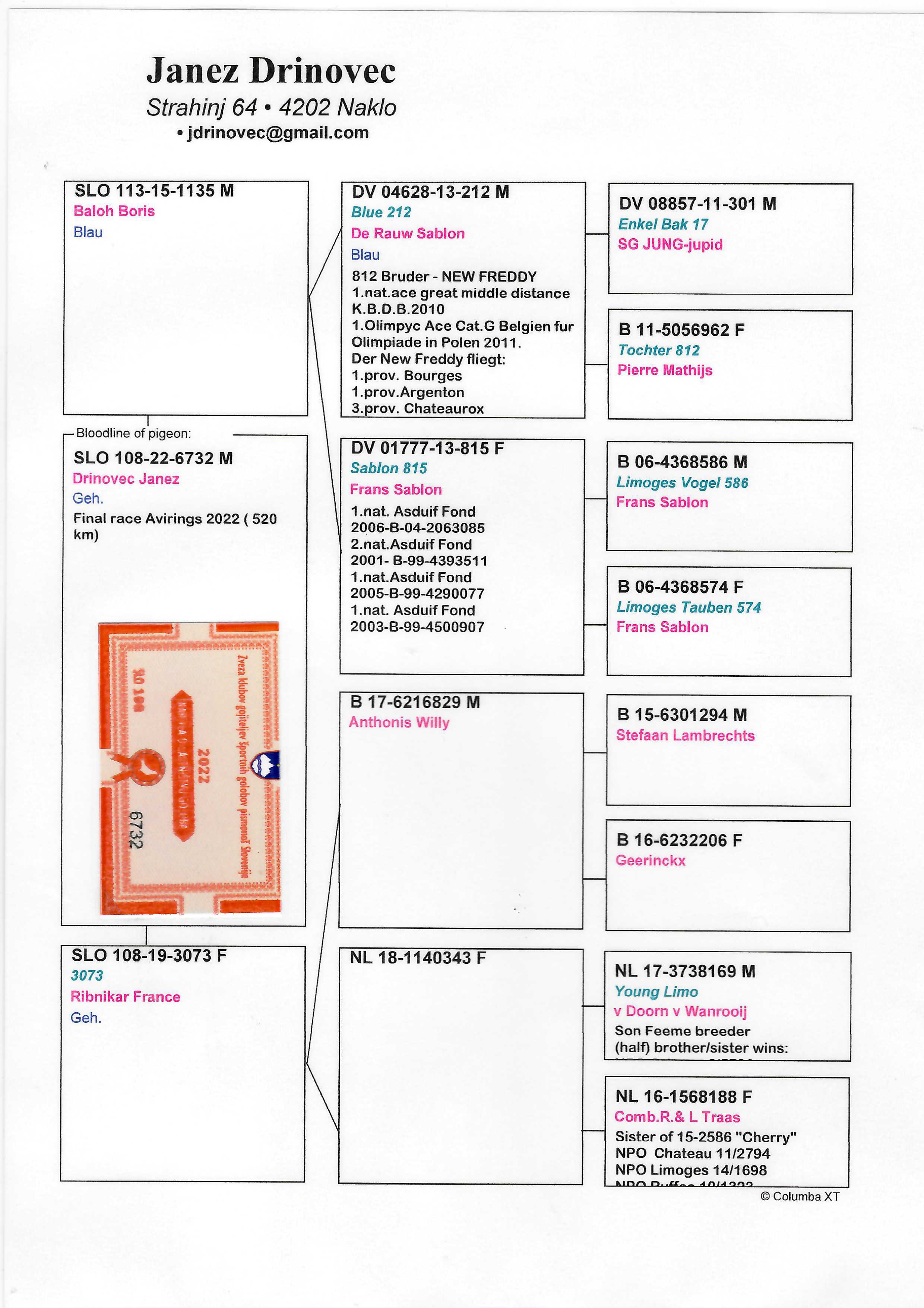 Pigeon pedigree image