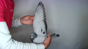 Pigeon image