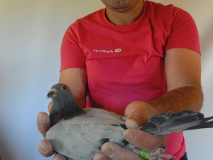 Pigeon image