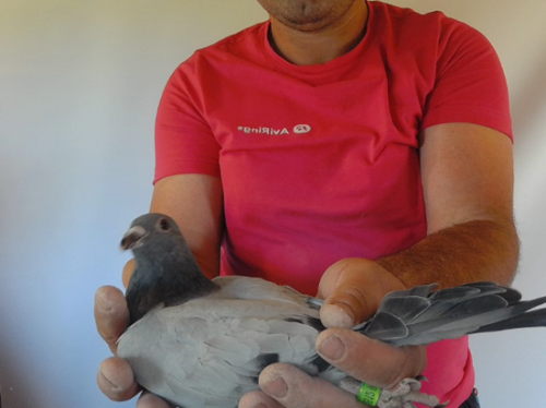 Pigeon image