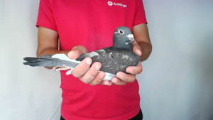 Pigeon image