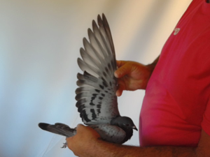 Pigeon image