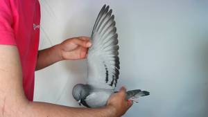 Pigeon image