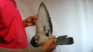 Pigeon image