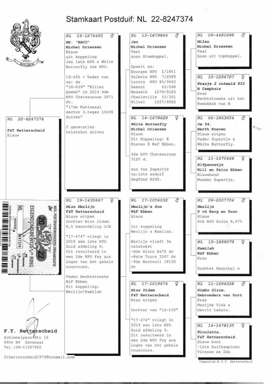 Pigeon pedigree image
