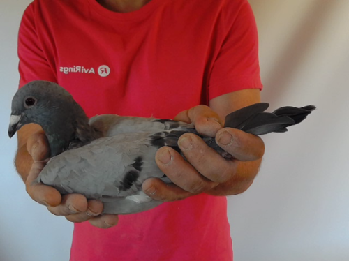 Pigeon image