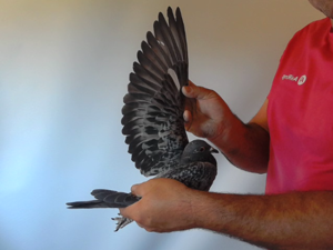 Pigeon image