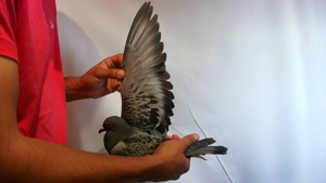 Pigeon image