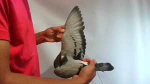 Pigeon image