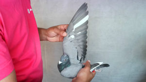 Pigeon image